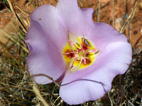 Winding mariposa lily