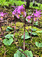 Calypso bulbosa