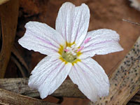 Lanceleaf springbeauty 