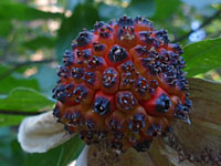 Cornus nuttallii