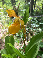 Cypripedium parviflorum