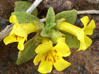 Annual redspot monkeyflower