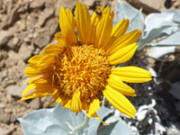 Enceliopsis argophylla