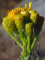 Ericameria arborescens