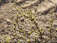 Eriogonum brachyanthum