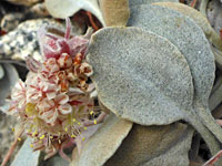 Eriogonum lobbii