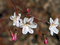 Eriogonum spergulinum