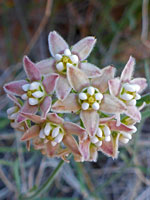 Hairy milkweed