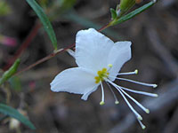 Gayophytum diffusum