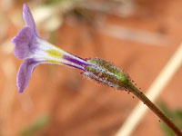 Rosy gilia