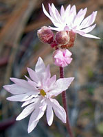 Slender woodland star