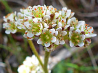 Diamond-leaf pseudosaxifrage