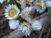 Pseudognaphalium californicum