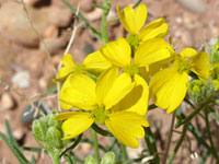 Greenstem paper flower