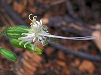 Silene lemmonii