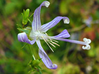 Smithiastrum prenanthoides