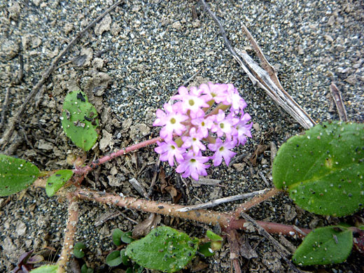 Beach Sand Verbena