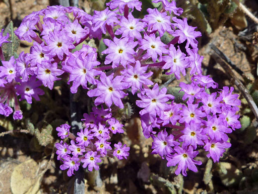 Desert Sand Verbena