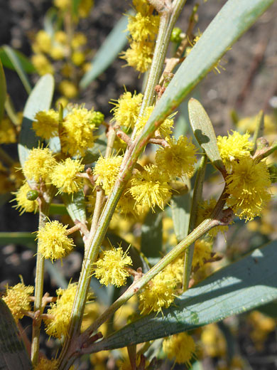 Vanilla-Scented Wattle