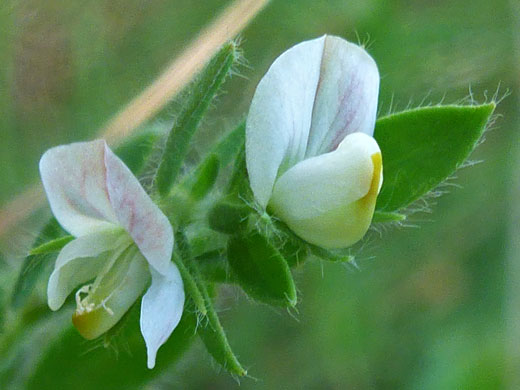 Two white flowers