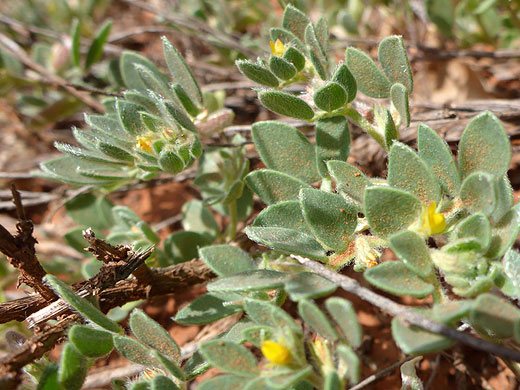 Leaves and flowers