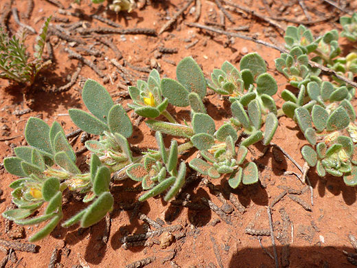 Foothill Deerweed