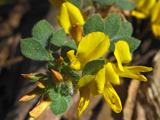 Sierra Lotus; Sierra lotus (acmispon decumbens), Mariposa Grove, Yosemite National Park, California