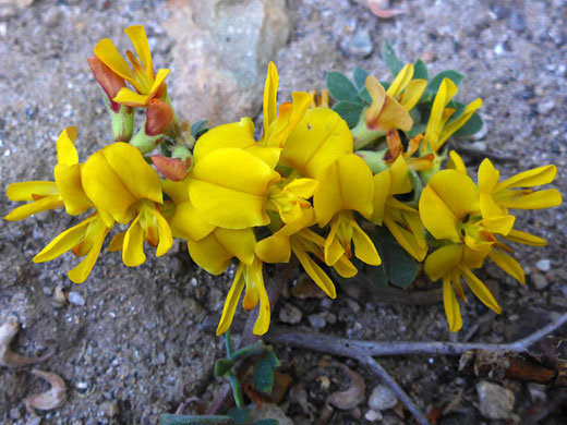 Yellow flowers