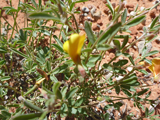 Stems and leaves