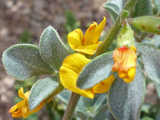 Silky Deerweed