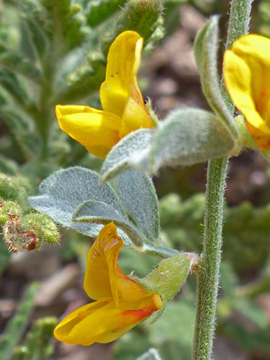 Leaf node flowers