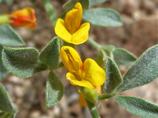 Orange-yellow flowers