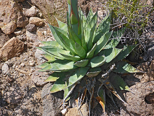 Greenish leaves