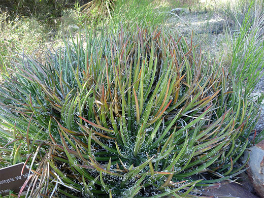 Large clump of Toumey's agave