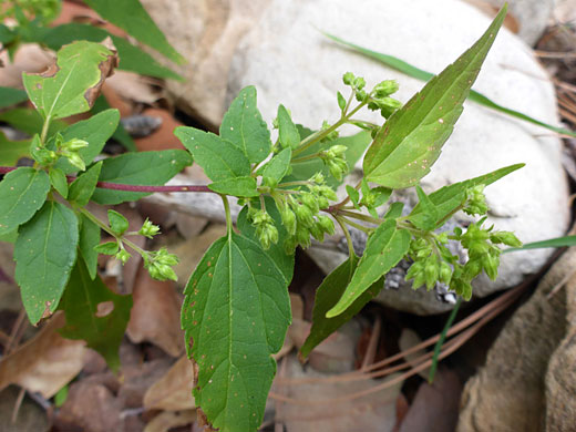 Leaves and buds