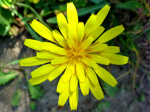 Flowerhead