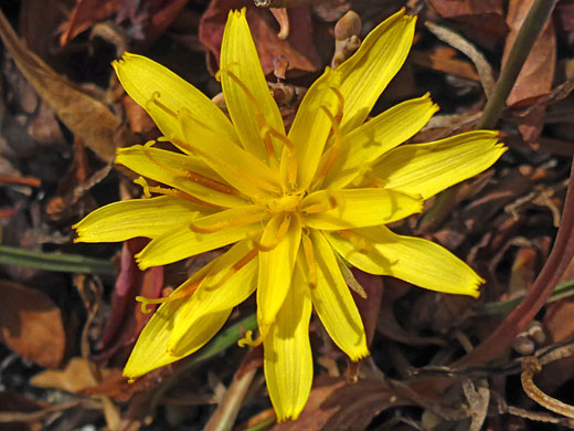 Intermountain Dandelion; Intermountain dandelion (agoseris parviflora), Granite Park Trail, Eastern Sierra, California