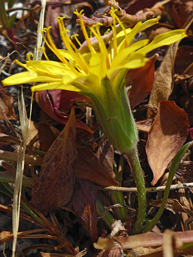 Intermountain Dandelion