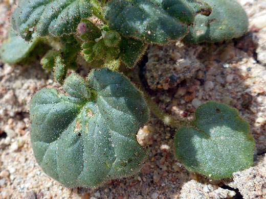 Broad-Leaved Gilia