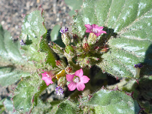 Leaves and flowers