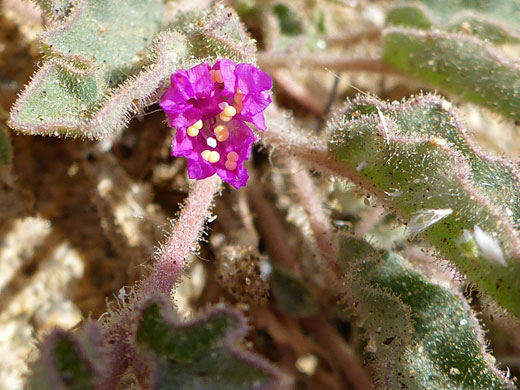 Opening flower