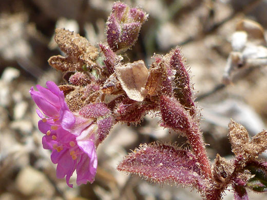 Hairy leaves and calyces