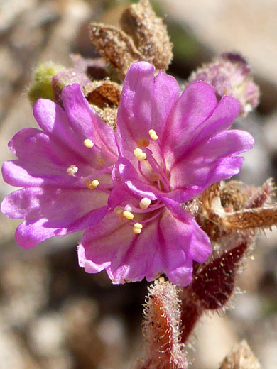 Nyctaginaceae