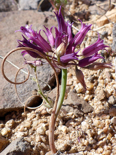 Fringed Onion