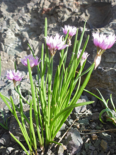 Thin, basal leaves