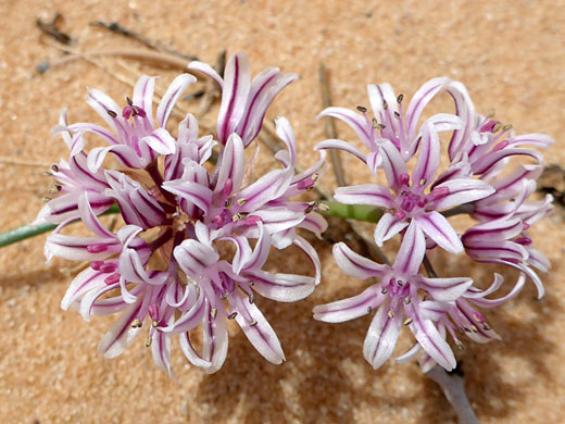 Two flower clusters