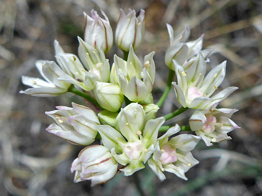 Largeflower Onion