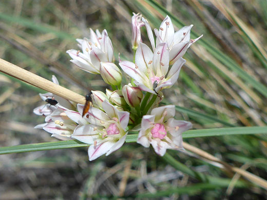 Group of flowers