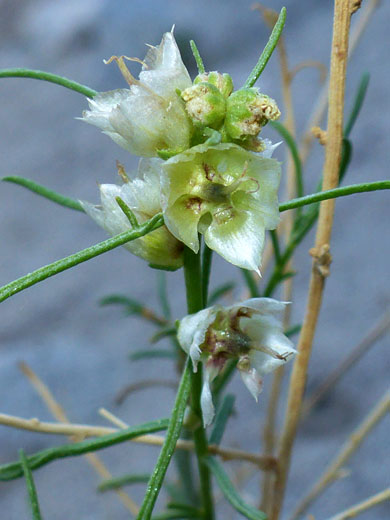 Leaves and inflorescence