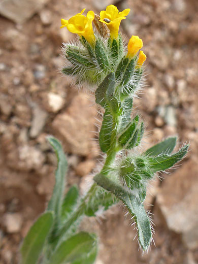 Flowers and upper leaves